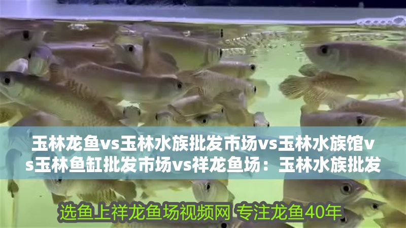玉林龍魚(yú)vs玉林水族批發(fā)市場(chǎng)vs玉林水族館vs玉林魚(yú)缸批發(fā)市場(chǎng)vs祥龍魚(yú)場(chǎng)：玉林水族批發(fā)市場(chǎng)