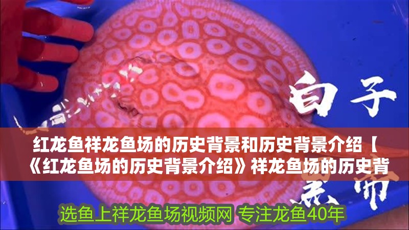 紅龍魚祥龍魚場的歷史背景和歷史背景介紹【《紅龍魚場的歷史背景介紹》祥龍魚場的歷史背景介紹】
