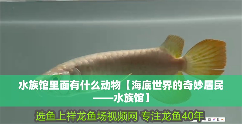 水族館里面有什么動物【海底世界的奇妙居民——水族館】 水族館里面有什么動物【海底世界的奇妙居民——水族館】 龍魚論壇