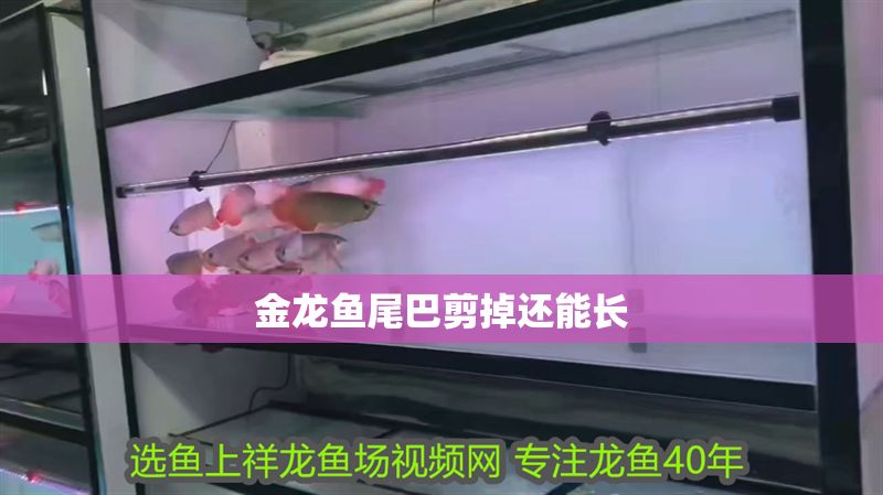 金龍魚尾巴剪掉還能長