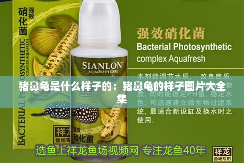 豬鼻龜是什么樣子的：豬鼻龜的樣子圖片大全集 豬鼻龜是什么樣子的：豬鼻龜的樣子圖片大全集 豬鼻龜百科 第1張