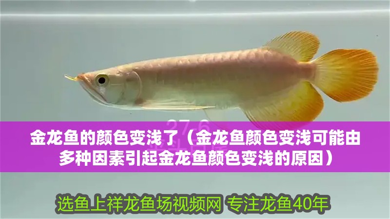 金龍魚的顏色變淺了（金龍魚顏色變淺可能由多種因素引起金龍魚顏色變淺的原因）