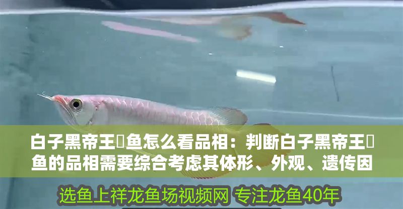 白子黑帝王魟魚怎么看品相：判斷白子黑帝王魟魚的品相需要綜合考慮其體形、外觀、遺傳因素和環境因素