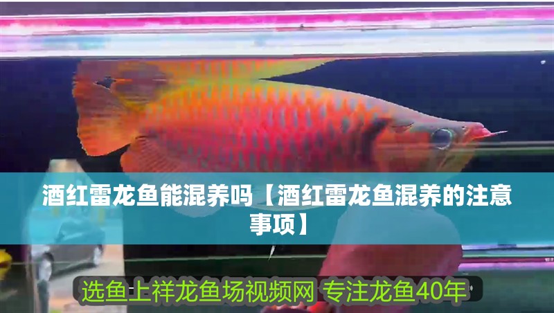 酒紅雷龍魚能混養嗎【酒紅雷龍魚混養的注意事項】 酒紅雷龍魚能混養嗎【酒紅雷龍魚混養的注意事項】 水族問答