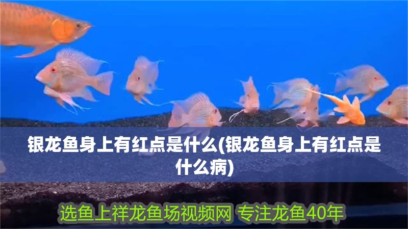 銀龍魚身上有紅點(diǎn)是什么(銀龍魚身上有紅點(diǎn)是什么病)