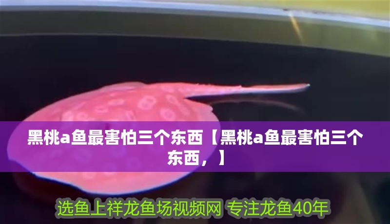 黑桃a魚最害怕三個東西【黑桃a魚最害怕三個東西，】