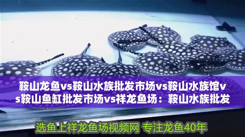 鞍山龍魚vs鞍山水族批發市場vs鞍山水族館vs鞍山魚缸批發市場vs祥龍魚場：鞍山水族批發市場 鞍山龍魚vs鞍山水族批發市場vs鞍山水族館vs鞍山魚缸批發市場vs祥龍魚場：鞍山水族批發市場 祥龍魚場各市分站 第2張
