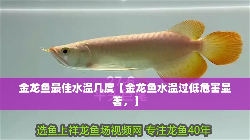 金龍魚最佳水溫幾度【金龍魚水溫過低危害顯著，】