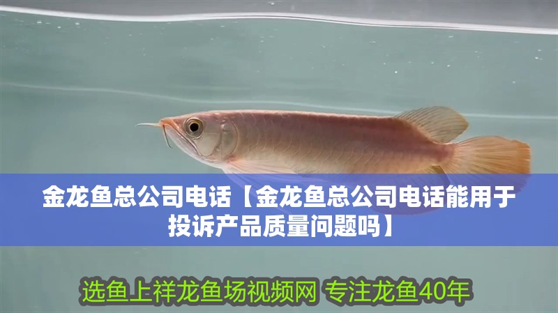龍魚干蝦有營養(yǎng)嗎 金龍魚總公司電話【金龍魚總公司電話能用于投訴產(chǎn)品質(zhì)量問題嗎】 水族問答 金龍魚總公司電話【金龍魚總公司電話能用于投訴產(chǎn)品質(zhì)量問題嗎】 金龍魚總公司電話【金龍魚總公司電話能用于投訴產(chǎn)品質(zhì)量問題嗎】 水族問答