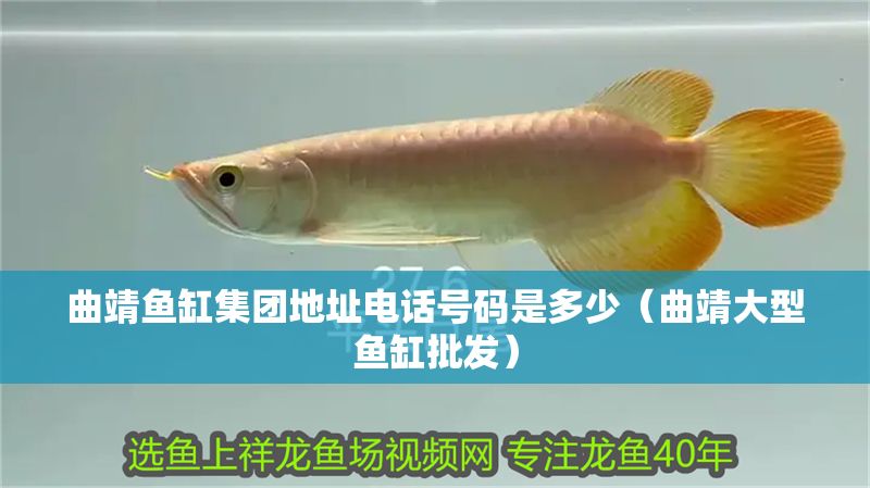 曲靖魚缸集團(tuán)地址電話號(hào)碼是多少（曲靖大型魚缸批發(fā)） 曲靖魚缸集團(tuán)地址電話號(hào)碼是多少（曲靖大型魚缸批發(fā)） 錦鯉魚百科 第1張