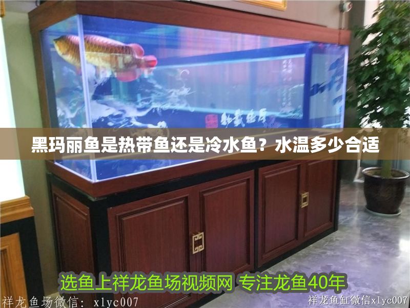 黑瑪麗魚是熱帶魚還是冷水魚?水溫多少合適 錦鯉魚百科 第2張 黑瑪麗魚是熱帶魚還是冷水魚?水溫多少合適 黑瑪麗魚是熱帶魚還是冷水魚?水溫多少合適 錦鯉魚百科 第2張