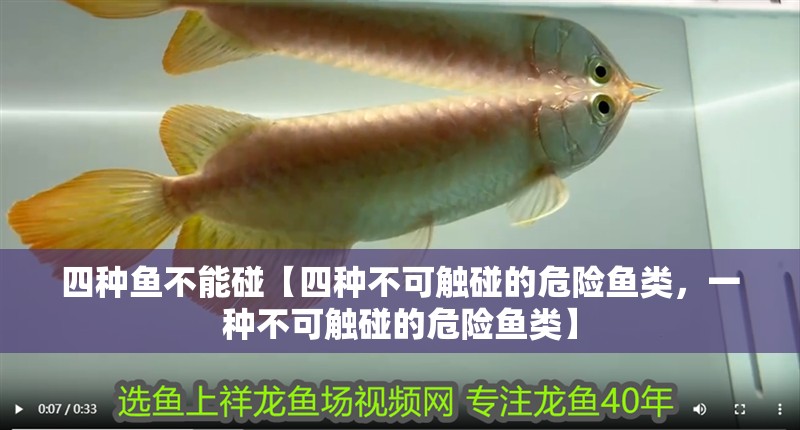 四種魚不能碰【四種不可觸碰的危險魚類，一種不可觸碰的危險魚類】