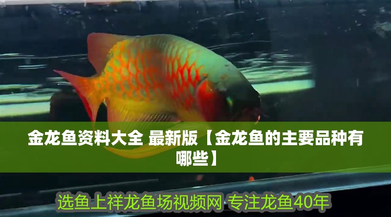 金龍魚資料大全 最新版【金龍魚的主要品種有哪些】