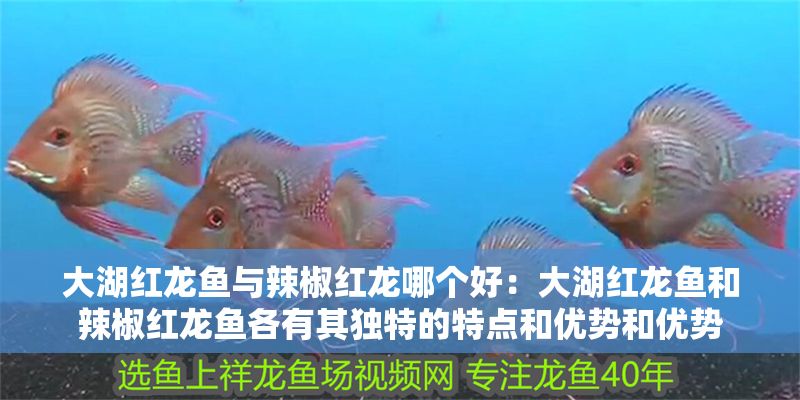 大湖紅龍魚與辣椒紅龍哪個好：大湖紅龍魚和辣椒紅龍魚各有其獨特的特點和優勢和優勢 大湖紅龍魚與辣椒紅龍哪個好：大湖紅龍魚和辣椒紅龍魚各有其獨特的特點和優勢和優勢 大湖紅龍魚百科 第1張