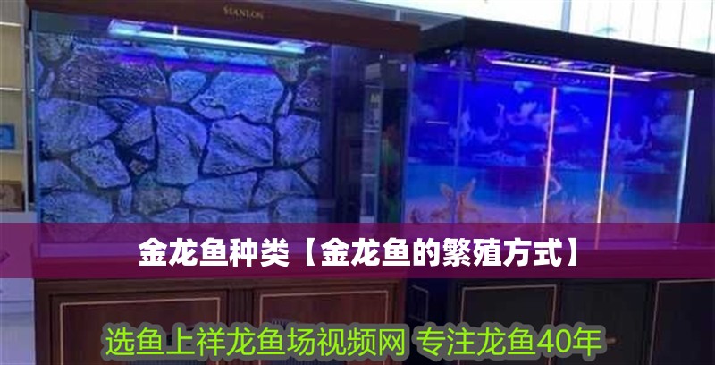 金龍魚種類【金龍魚的繁殖方式】