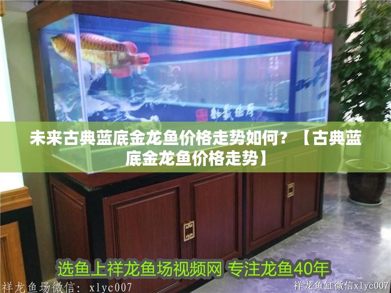 未來古典藍底金龍魚價格走勢如何？【古典藍底金龍魚價格走勢】 未來古典藍底金龍魚價格走勢如何？【古典藍底金龍魚價格走勢】 龍魚百科