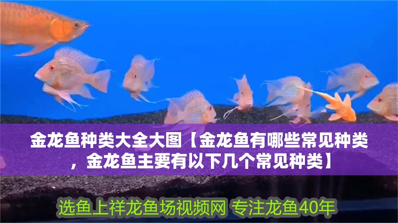 金龍魚種類大全大圖【金龍魚有哪些常見種類，金龍魚主要有以下幾個(gè)常見種類】 金龍魚種類大全大圖【金龍魚有哪些常見種類，金龍魚主要有以下幾個(gè)常見種類】 水族問答