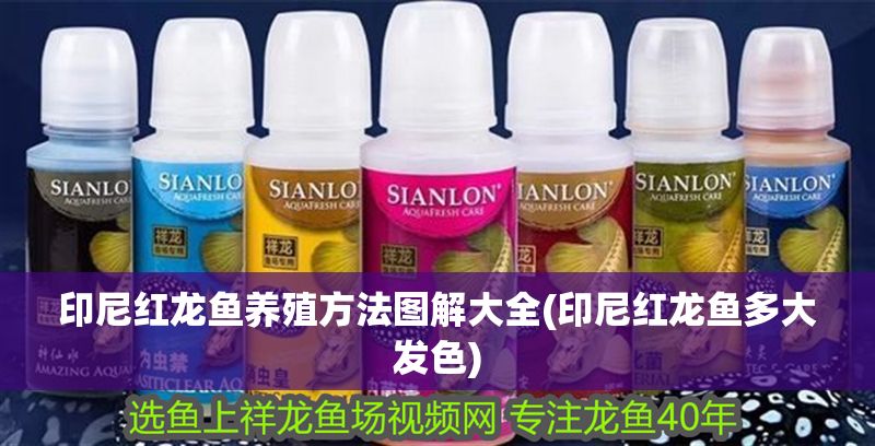 印尼紅龍魚養殖方法圖解大全(印尼紅龍魚多大發色) 印尼紅龍魚養殖方法圖解大全(印尼紅龍魚多大發色) 紅龍魚百科 第1張