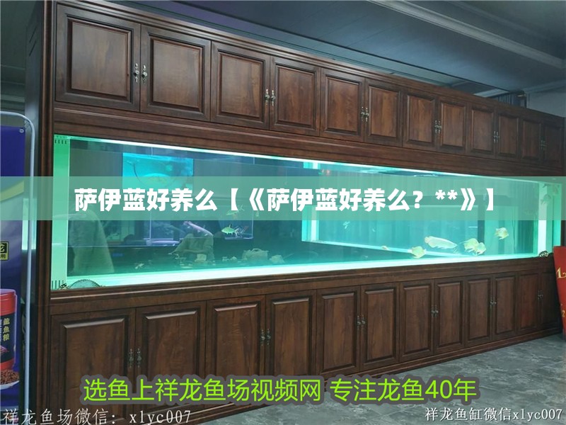 薩伊藍(lán)好養(yǎng)么【《薩伊藍(lán)好養(yǎng)么？**》】