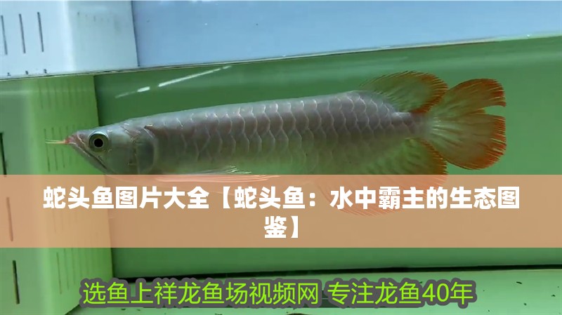 蛇頭魚圖片大全【蛇頭魚：水中霸主的生態(tài)圖鑒】 蛇頭魚圖片大全【蛇頭魚：水中霸主的生態(tài)圖鑒】 龍魚論壇