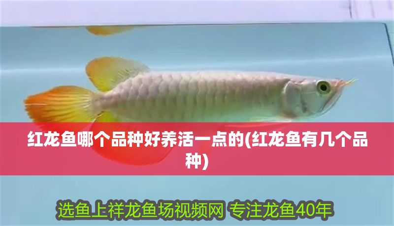 紅龍魚哪個品種好養(yǎng)活一點的(紅龍魚有幾個品種)