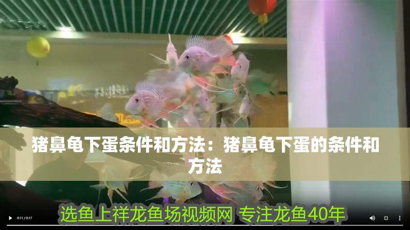 豬鼻龜下蛋條件和方法:豬鼻龜下蛋的條件和方法 豬鼻龜百科 第1張 豬鼻龜下蛋條件和方法:豬鼻龜下蛋的條件和方法 豬鼻龜下蛋條件和方法:豬鼻龜下蛋的條件和方法 豬鼻龜百科 第1張