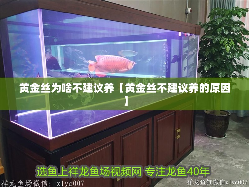 黃金絲為啥不建議養【黃金絲不建議養的原因】