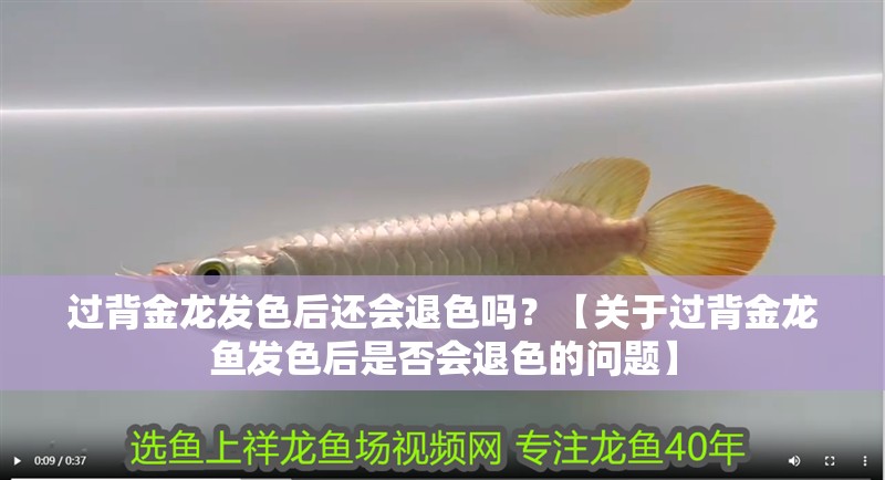 過背金龍發色后還會退色嗎？【關于過背金龍魚發色后是否會退色的問題】