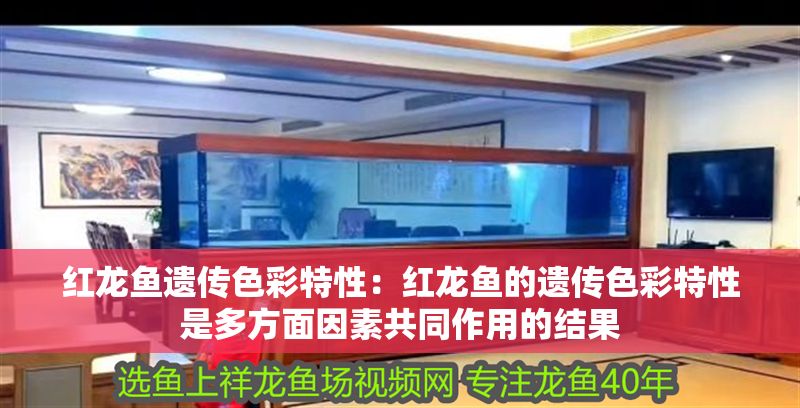 紅龍魚遺傳色彩特性：紅龍魚的遺傳色彩特性是多方面因素共同作用的結果