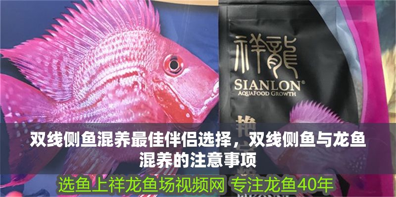 雙線側(cè)魚混養(yǎng)最佳伴侶選擇，雙線側(cè)魚與龍魚混養(yǎng)的注意事項(xiàng)