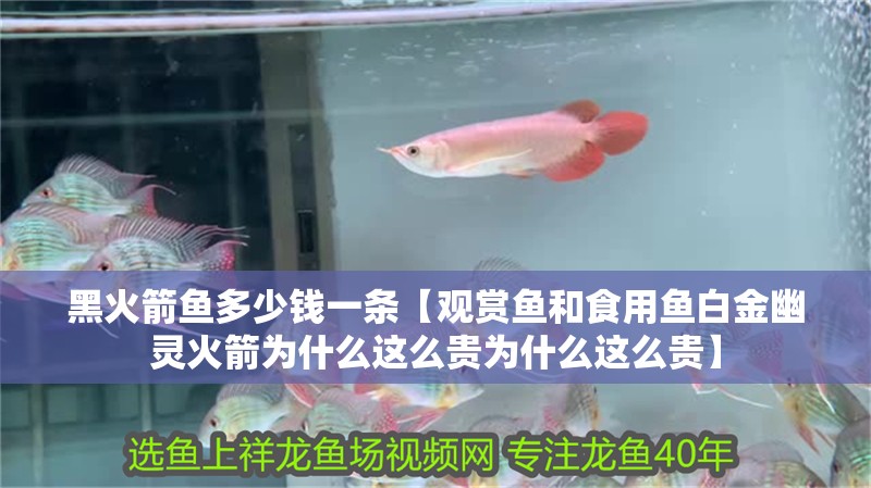 鸚鵡魚和銀龍魚混養怎樣喂食 黑火箭魚多少錢一條【觀賞魚和食用魚白金幽靈火箭為什么這么貴為什么這么貴】 龍魚論壇 黑火箭魚多少錢一條【觀賞魚和食用魚白金幽靈火箭為什么這么貴為什么這么貴】 黑火箭魚多少錢一條【觀賞魚和食用魚白金幽靈火箭為什么這么貴為什么這么貴】 龍魚論壇