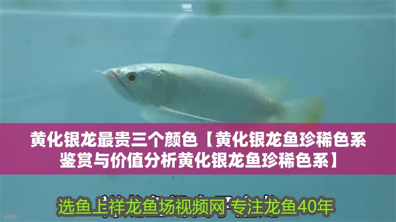 黃化銀龍最貴三個顏色【黃化銀龍魚珍稀色系鑒賞與價值分析黃化銀龍魚珍稀色系】 黃化銀龍最貴三個顏色【黃化銀龍魚珍稀色系鑒賞與價值分析黃化銀龍魚珍稀色系】 龍魚論壇