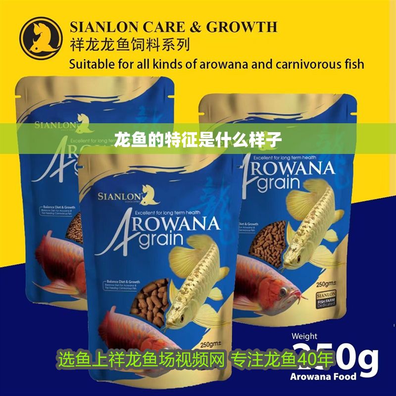 龍魚的特征是什么樣子 龍魚百科 第2張 龍魚的特征是什么樣子 龍魚的特征是什么樣子 龍魚百科 第2張