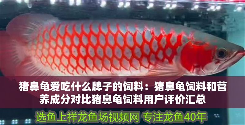 豬鼻龜愛吃什么牌子的飼料：豬鼻龜飼料和營養成分對比豬鼻龜飼料用戶評價匯總