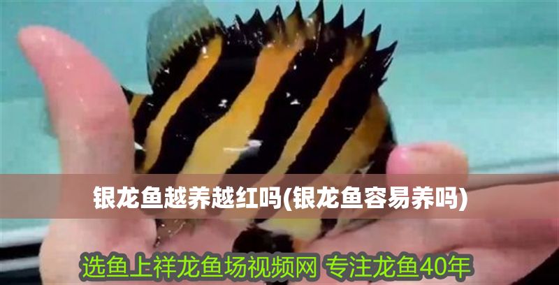 銀龍魚越養(yǎng)越紅嗎(銀龍魚容易養(yǎng)嗎)