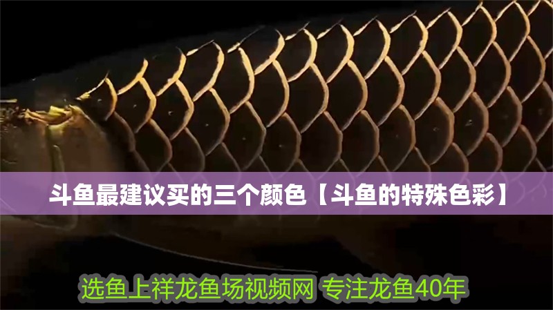 斗魚最建議買的三個顏色【斗魚的特殊色彩】