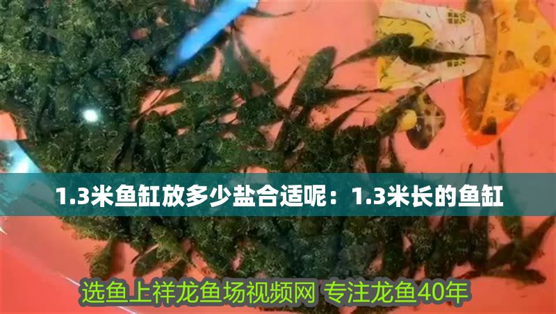 1.3米魚缸放多少鹽合適呢：1.3米長的魚缸