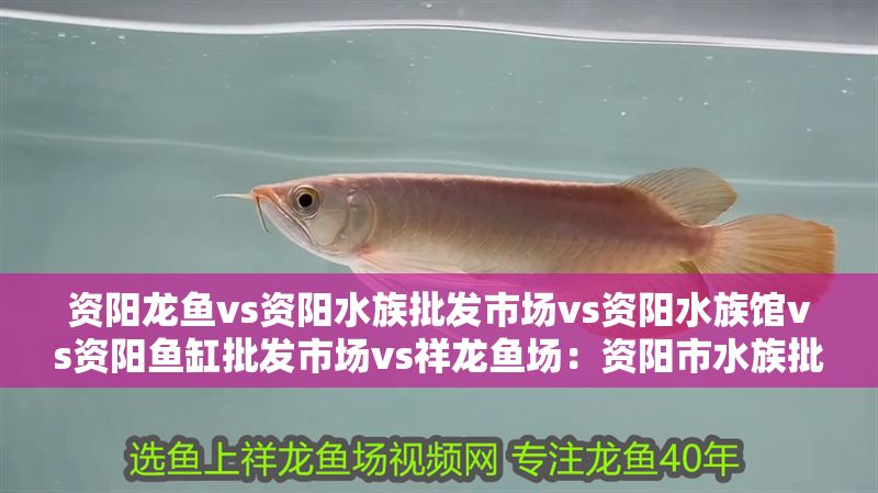 資陽(yáng)龍魚(yú)vs資陽(yáng)水族批發(fā)市場(chǎng)vs資陽(yáng)水族館vs資陽(yáng)魚(yú)缸批發(fā)市場(chǎng)vs祥龍魚(yú)場(chǎng):資陽(yáng)市水族批發(fā)市場(chǎng)