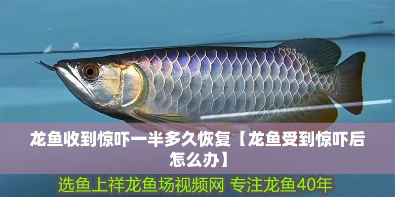龍魚收到驚嚇一半多久恢復(fù)【龍魚受到驚嚇后怎么辦】