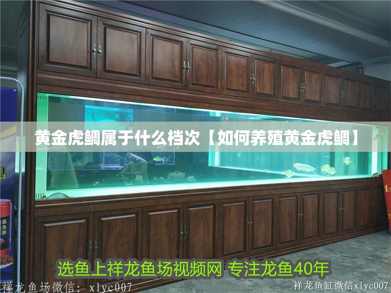 黃金虎鯛屬于什么檔次【如何養殖黃金虎鯛】