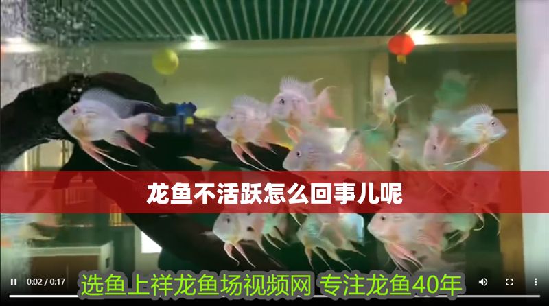 龍魚不活躍怎么回事兒呢