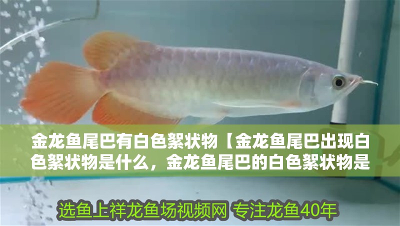 金龍魚尾巴有白色絮狀物【金龍魚尾巴出現(xiàn)白色絮狀物是什么，金龍魚尾巴的白色絮狀物是什么】 金龍魚尾巴有白色絮狀物【金龍魚尾巴出現(xiàn)白色絮狀物是什么，金龍魚尾巴的白色絮狀物是什么】 水族問(wèn)答