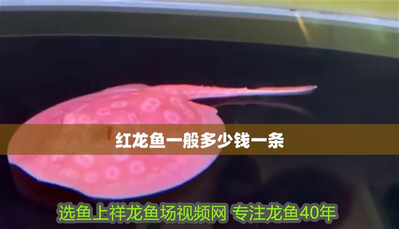 紅龍魚一般多少錢一條