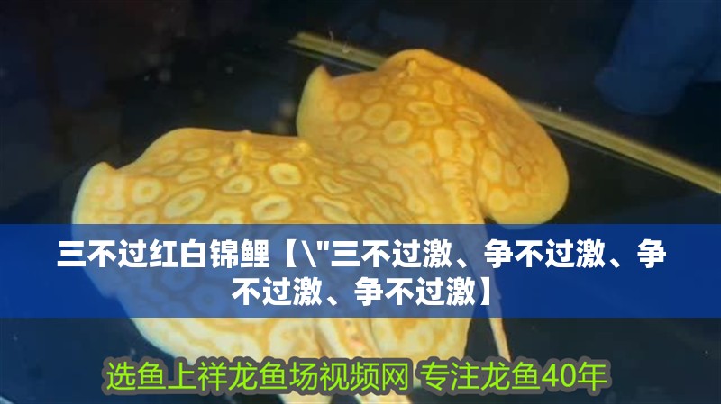 三不過紅白錦鯉【\