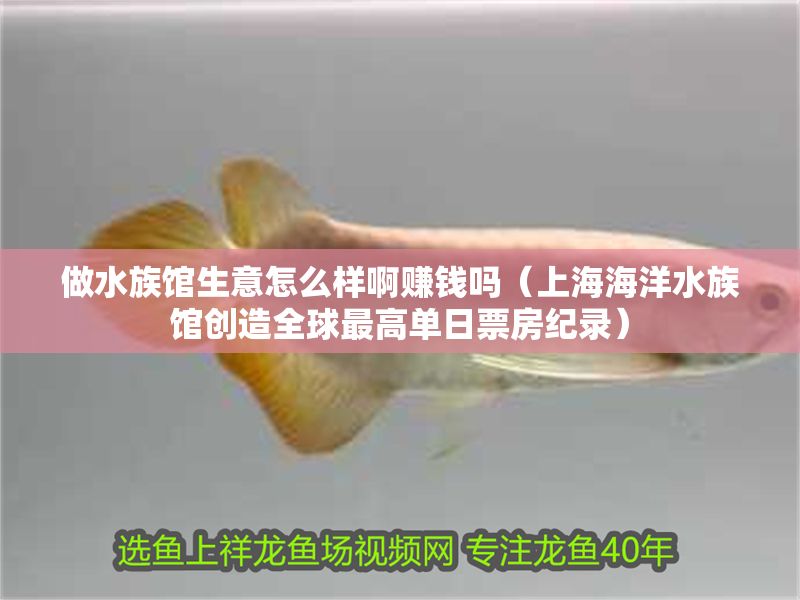 做水族館生意怎么樣啊賺錢嗎（上海海洋水族館創造全球最高單日票房紀錄）