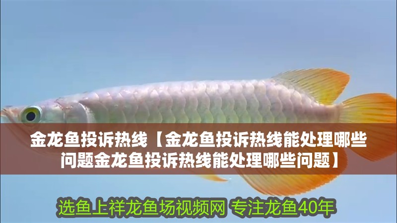 金龍魚投訴熱線【金龍魚投訴熱線能處理哪些問題金龍魚投訴熱線能處理哪些問題】 金龍魚投訴熱線【金龍魚投訴熱線能處理哪些問題金龍魚投訴熱線能處理哪些問題】 水族問答