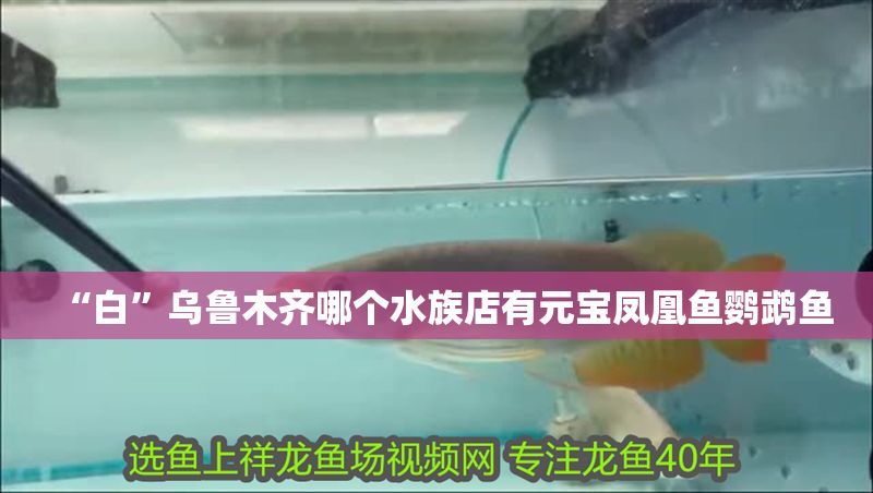 “白”烏魯木齊哪個(gè)水族店有元寶鳳凰魚鸚鵡魚 元寶鳳凰魚百科 第1張 “白”烏魯木齊哪個(gè)水族店有元寶鳳凰魚鸚鵡魚 “白”烏魯木齊哪個(gè)水族店有元寶鳳凰魚鸚鵡魚 元寶鳳凰魚百科 第1張