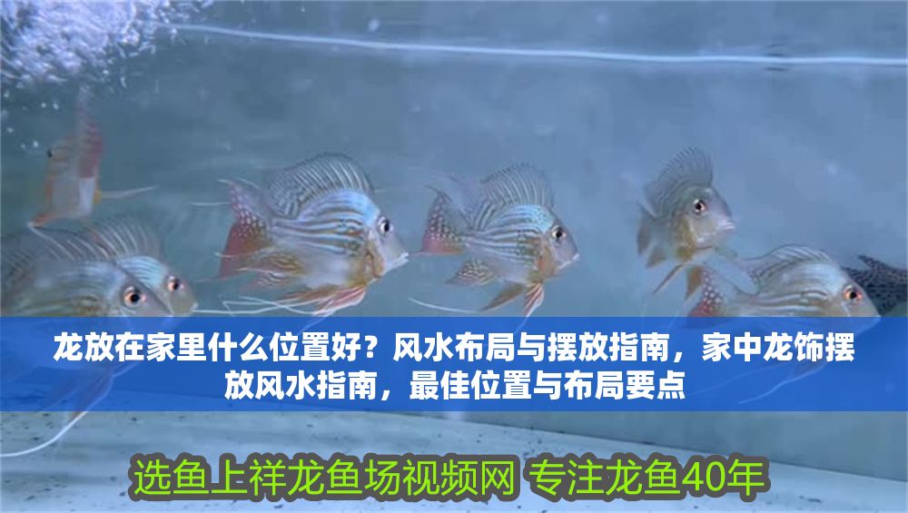 龍放在家里什么位置好？風(fēng)水布局與擺放指南，家中龍飾擺放風(fēng)水指南，最佳位置與布局要點(diǎn)