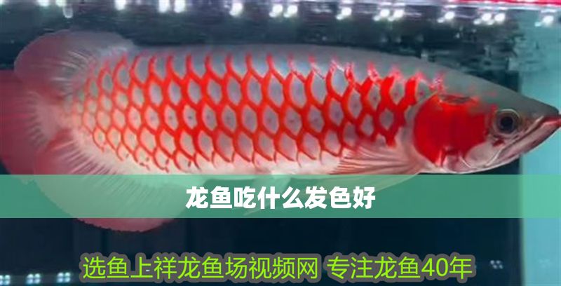 龍魚吃什么發色好
