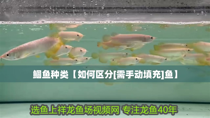 鲴魚種類【如何區分[需手動填充]魚】